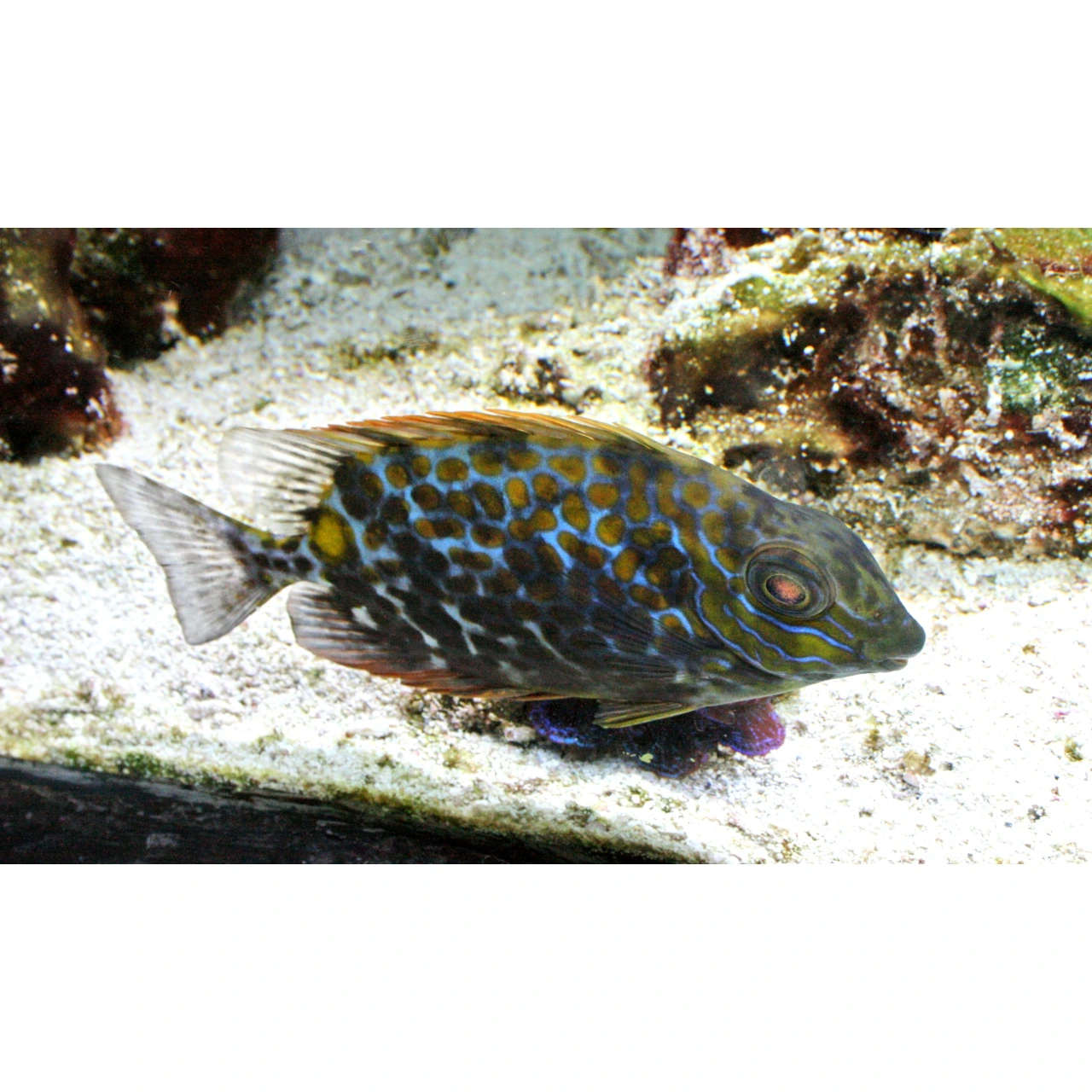 Siganus guttatus kirurgfisk